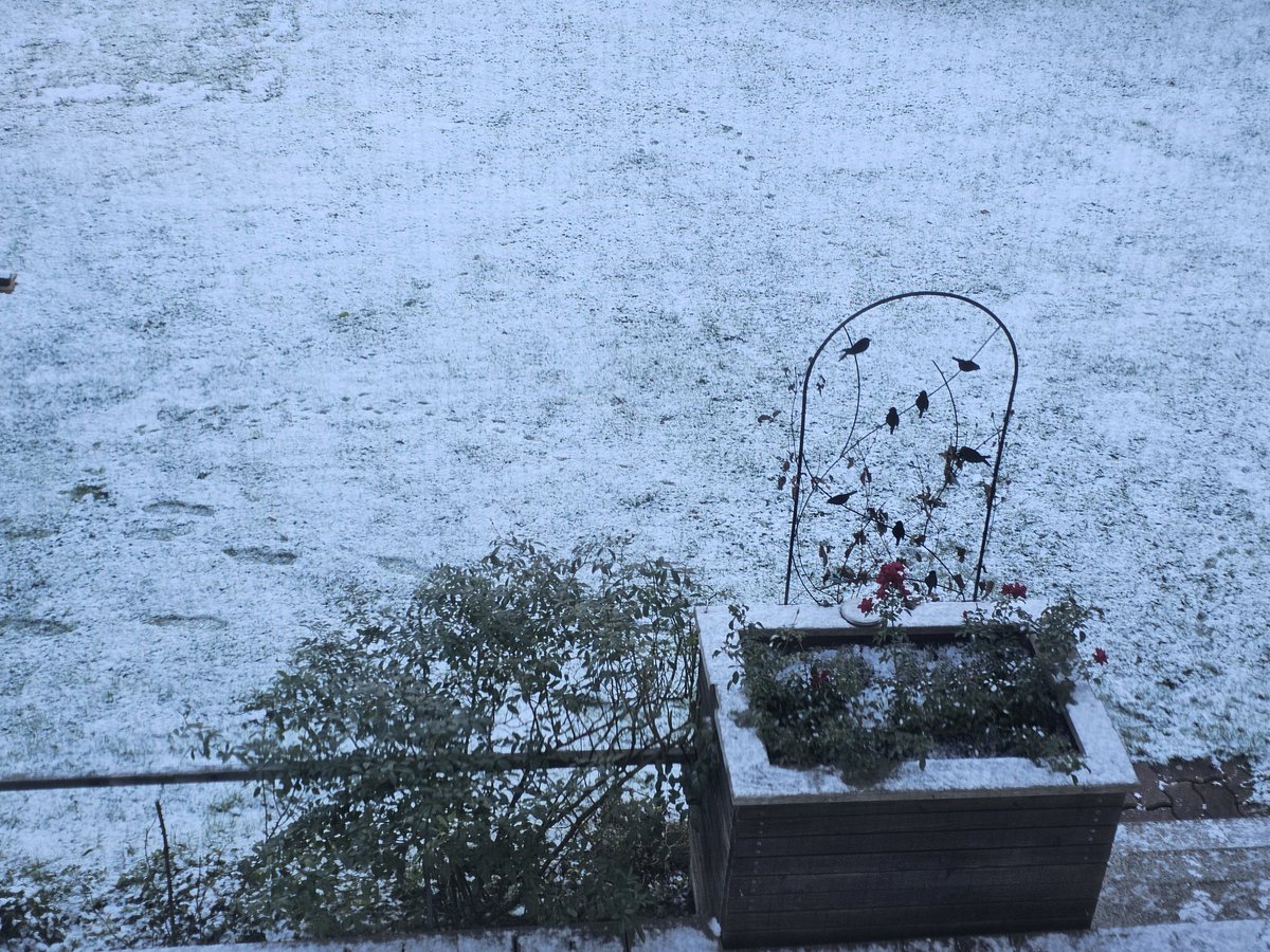 Moin 🌲 Minus uno. 
Was ist das Weiße da am Boden ?
Ist das Schimmel ?