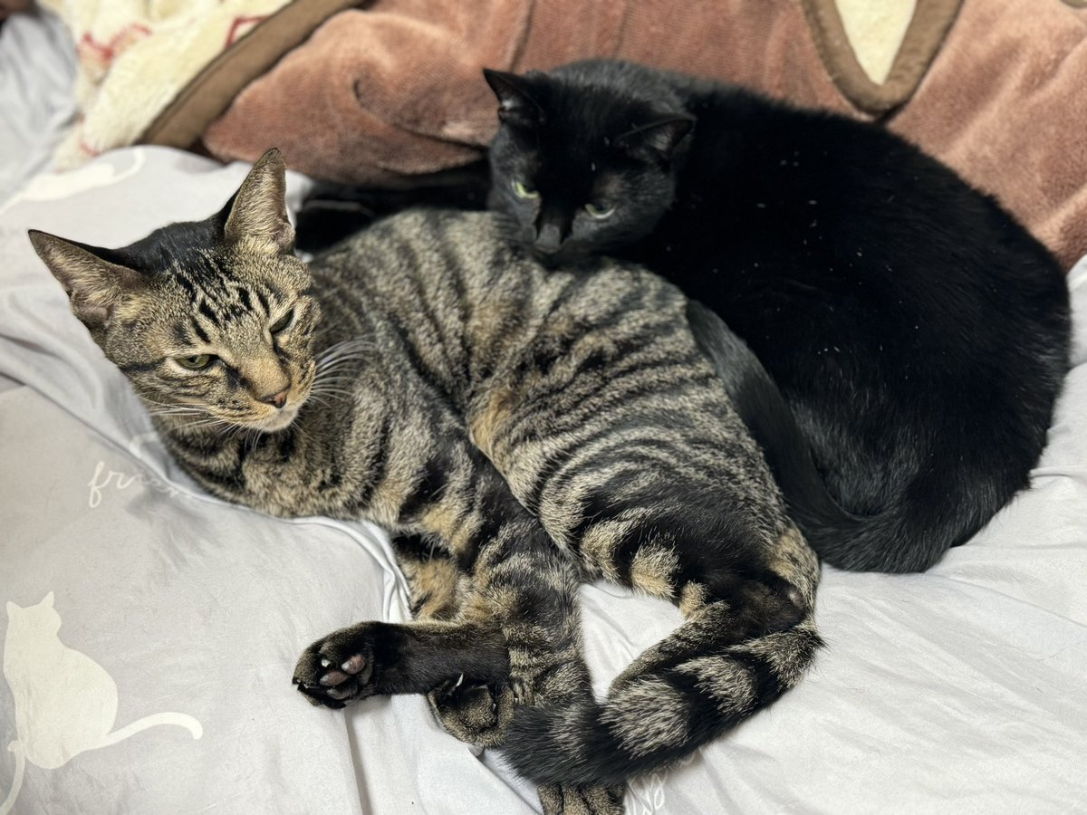 本アカウントがアカウントロック→仮ラベル状態になりました💦
1週間ほどリアクションできませんので、こちらのアカウントにいます。
ニャンズは元気です💕

きょうこ

#のあせなもな