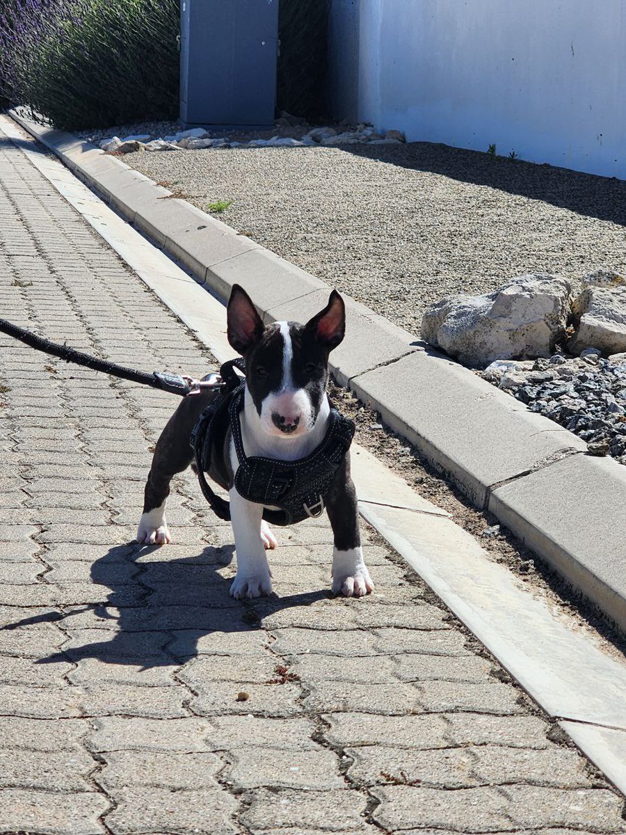 Radioraps (Rikus de Beer) tweet media