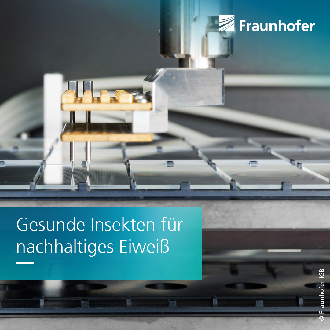 Fraunhofer-Gesellschaft (@fraunhofer) on Twitter photo Insekten sind eine nachhaltige #Proteinquelle, doch die Zucht ist anfällig für Krankheitserreger. Forschende vom Fraunhofer IGB und <a href="/Fraunhofer_IME/">Fraunhofer IME</a> entwickelten ein günstiges und automatisierbares System, das Erreger schnell über ihr Erbgut erkennt. Mehr: s.fhg.de/afUh Insekten sind eine nachhaltige #Proteinquelle, doch die Zucht ist anfällig für Krankheitserreger. Forschende vom Fraunhofer IGB und <a href="/Fraunhofer_IME/">Fraunhofer IME</a> entwickelten ein günstiges und automatisierbares System, das Erreger schnell über ihr Erbgut erkennt. Mehr: s.fhg.de/afUh