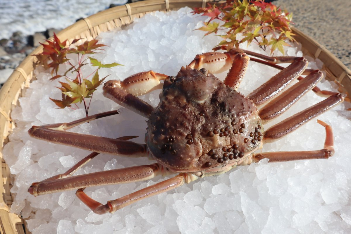 kurayoshi_furu's tweet photo. ＼返礼品モニター募集／
松葉ガニ（冷凍・下処理済）ボイル又は生🦀計6名様

応募方法
1⃣@kurayoshi_furu をフォロー
2⃣この投稿をリポスト（RT）
⚠️後日モニターアンケートに必ず回答していただける方限定
締切📅11月25日（月）13時
当選者にはDMでご連絡します
#鳥取県 #倉吉市 #ふるさと納税 https://t.co/lekTwNxPg4