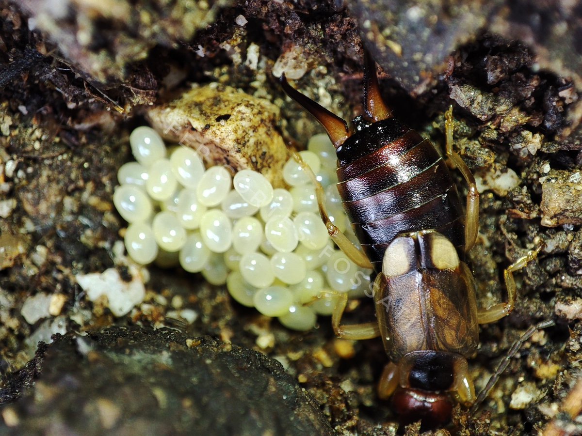 #Ciencia: Una madre tijereta cuida de su puesta. Foto realizada durante mis expediciones de campo 2024. Cuando nazcan también las asistirá. Algunos otros #animales que también tienen cuidado parental de algún tipo y que tal vez no sabías: 
✅ Arañas, 
✅ Escorpiones
✅Ciempiés
👇🏻