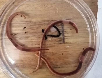 NWU researchers have made history by publishing SA’s first space biology article! Their hypergravity study on earthworms explores sustainable solutions for space, spotlighting Africa’s role in global space science. Learn more: brnw.ch/21wOPOg

#MyNWU #AcademicExcellence