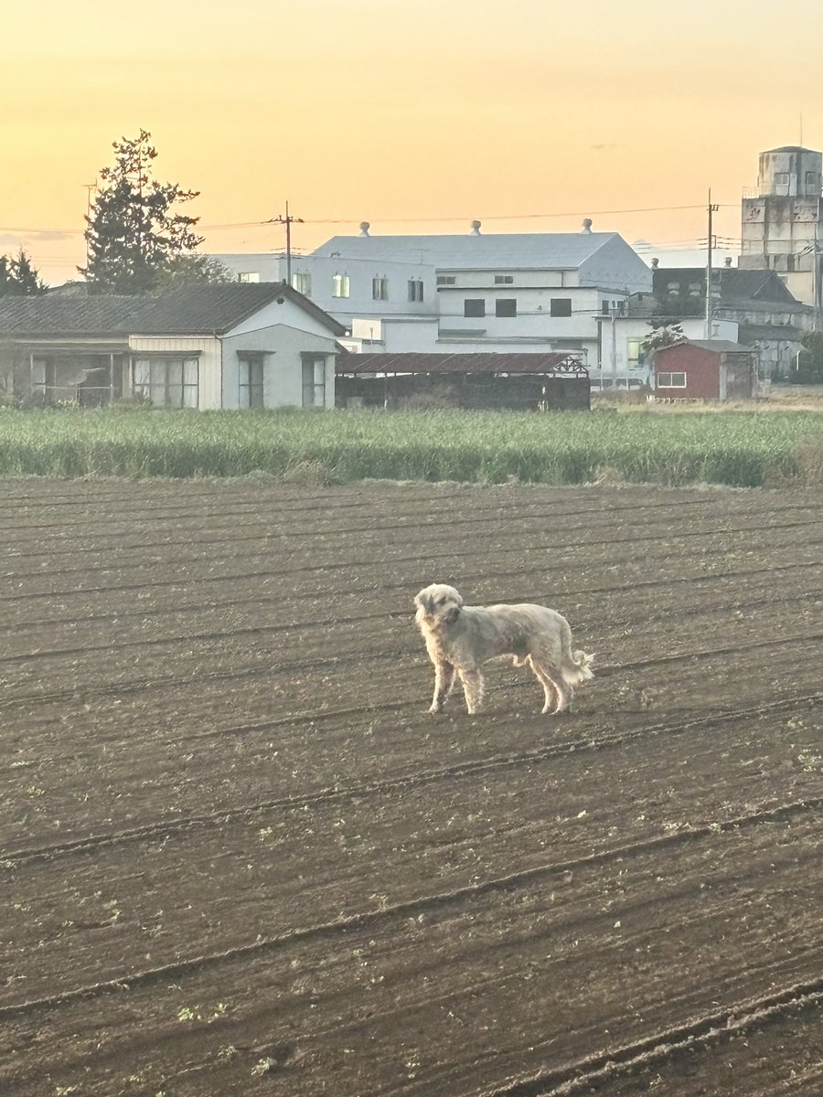 llc_SUMICA's tweet photo. 【拡散お願いします】
館林市内で首輪をつけて、1人で歩いてる子がいました
毛がボサボサだったので、迷子かもしれません😨

お心当たりある方に届きますように！
よろしくお願いします！

#迷子 #迷子犬 https://t.co/tGczPlfm6Q