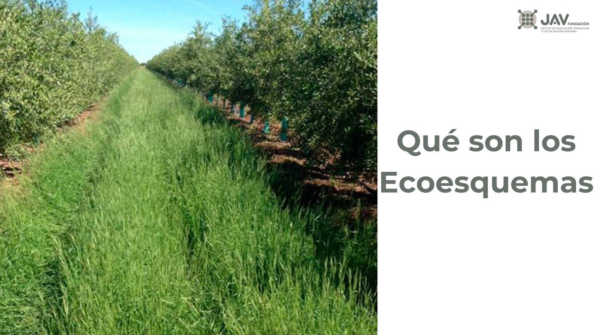 ✅En el marco de la nueva PAC para el período 23-27, los ecoesquemas se han convertido en una herramienta clave para impulsar prácticas agrícolas más sostenibles en toda Europa 

academy.jaenagro.com/que-son-los-ec…

Trabaja en Agri-Cultura🚀

#ecoesquemas #agricultura #agriculturasostenible