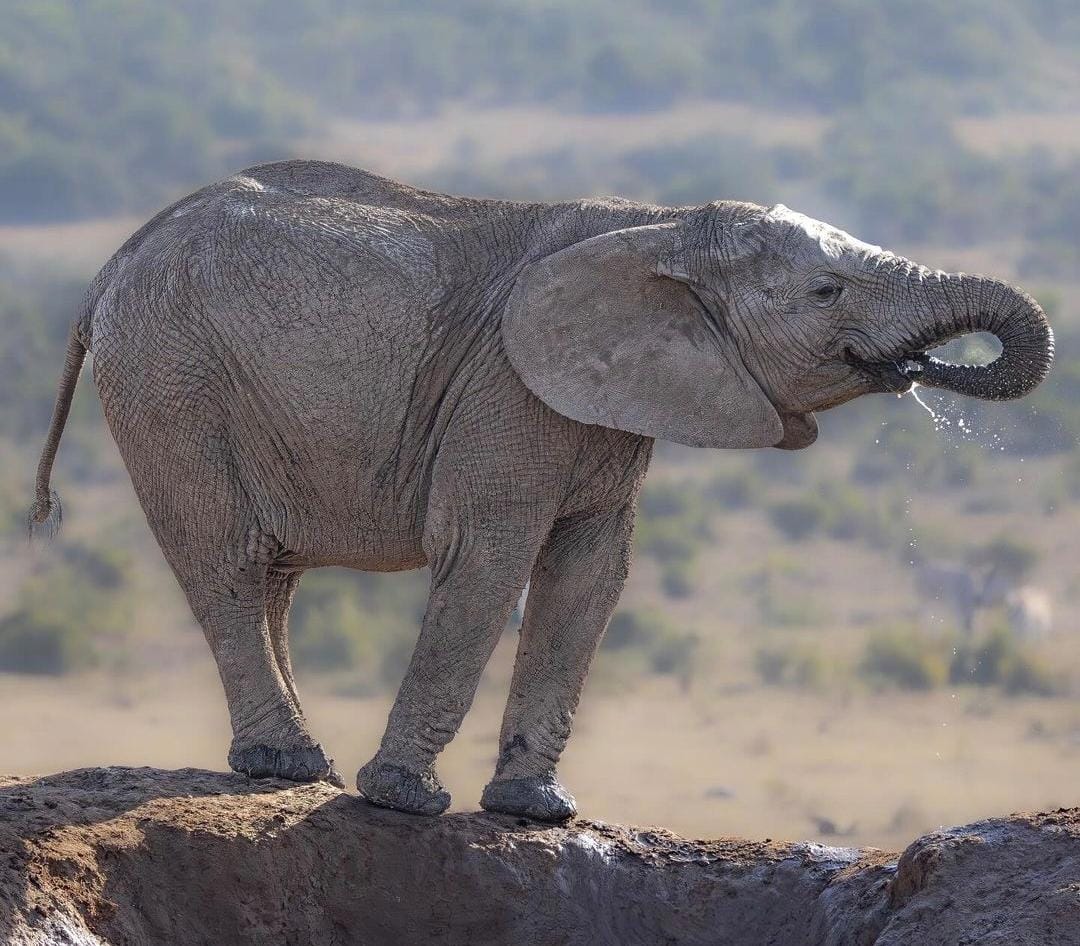 As photographer @Aarts_Lens says in his post on Instagram: "When the harsh realities of nature intertwine with the serene beauty of life, witnessing the gentle giants at the waterhole transforms the harsh landscape into a lush oasis of vitality.
#AmazingAddo #Addo #SouthAfrica
