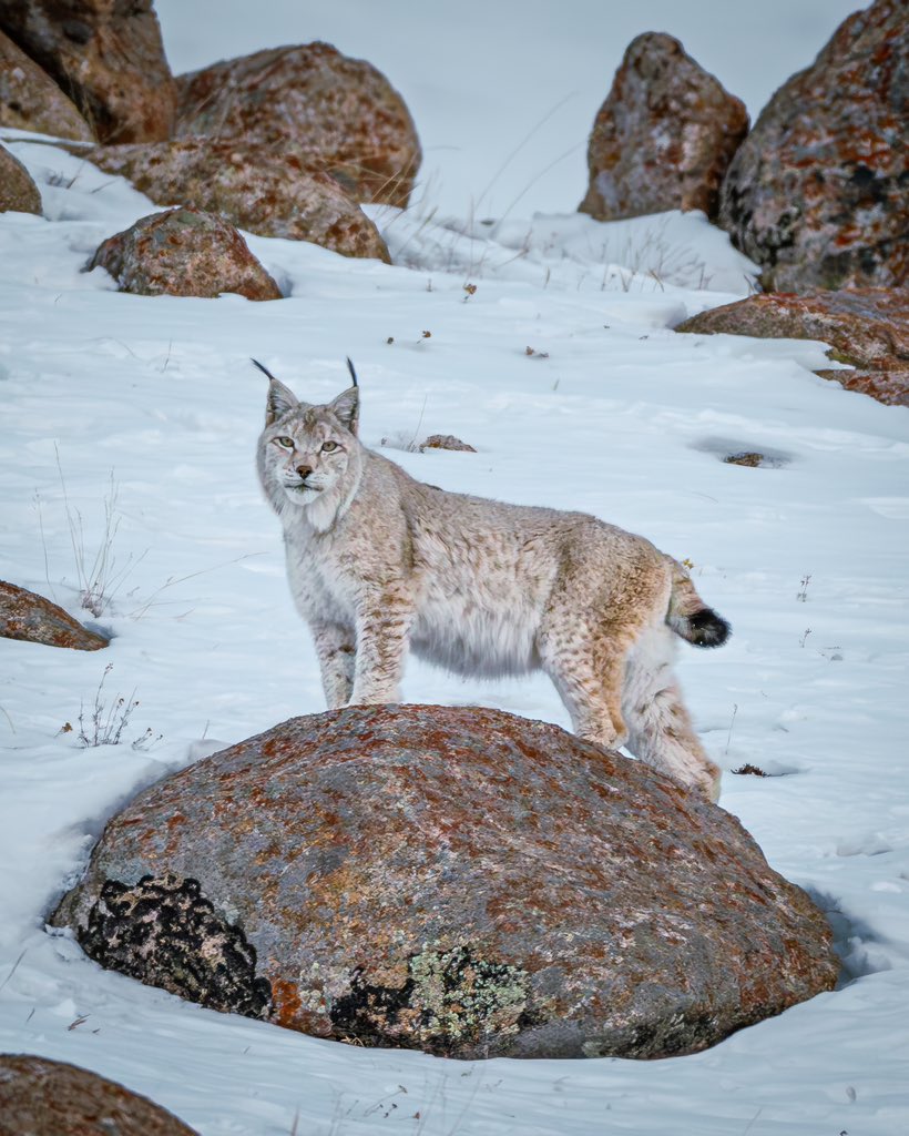 Karamjeet Singh (@caramjeet) on Twitter photo A Eurasian lynx traverses the snowy, rocky mountains of Ladakh, clearly at home in its wild habitat.
#lynx #bigcats A Eurasian lynx traverses the snowy, rocky mountains of Ladakh, clearly at home in its wild habitat.
#lynx #bigcats