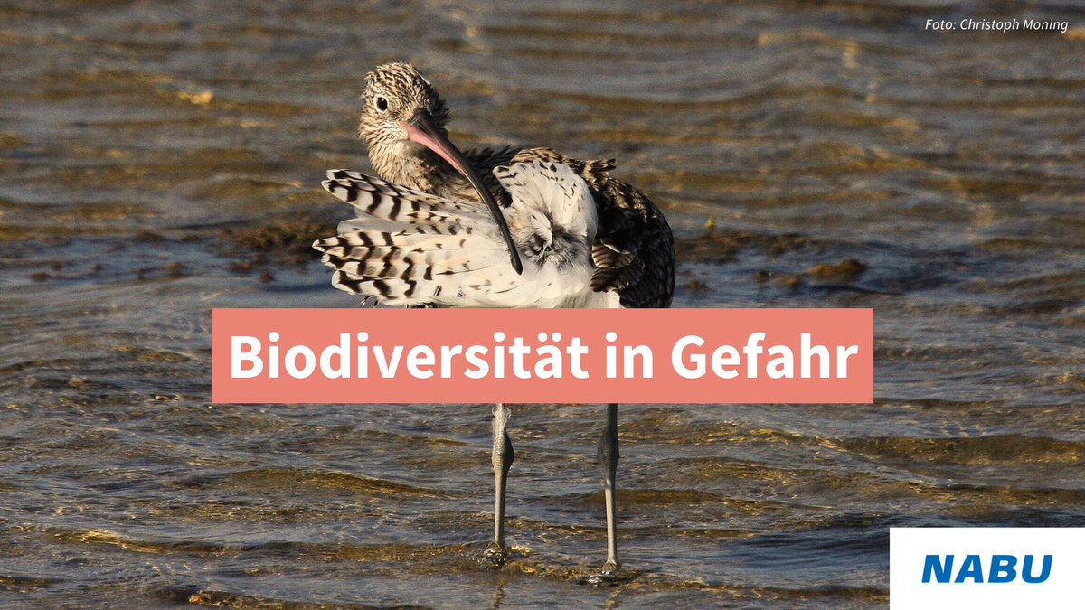 NABU 🦤 (@nabu_de) on Twitter photo 🚨 Der Verlust von Artenvielfalt und Lebensräumen beschleunigt sich, dringend nötige Maßnahmen in der EU bleiben aus.
Die Ziele der 🇪🇺-Biodiversitätsstrategie 2030 sind in Gefahr!
👉 Neuer <a href="/BirdLifeEurope/">BirdLife Europe & Central Asia</a>-Bericht: nabu.de/news/2024/11/3… #RestoreNature #EUbiodiversity #GreenDeal 🚨 Der Verlust von Artenvielfalt und Lebensräumen beschleunigt sich, dringend nötige Maßnahmen in der EU bleiben aus.
Die Ziele der 🇪🇺-Biodiversitätsstrategie 2030 sind in Gefahr!
👉 Neuer <a href="/BirdLifeEurope/">BirdLife Europe & Central Asia</a>-Bericht: nabu.de/news/2024/11/3… #RestoreNature #EUbiodiversity #GreenDeal