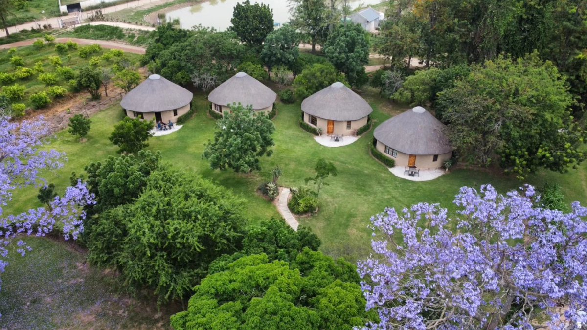 Addo Tourism (@addotourism) on Twitter photo Isn't our #AmazingAddo looking gorgeous after this rain? Just look at the Jacarandas in full bloom at <a href="/ChrislinAddo/">ChrislinAfricanLodge</a>. If you're waiting for an invitiation to take some time away, here it is... 🌿🐘☀ addotourism.co.za Isn't our #AmazingAddo looking gorgeous after this rain? Just look at the Jacarandas in full bloom at <a href="/ChrislinAddo/">ChrislinAfricanLodge</a>. If you're waiting for an invitiation to take some time away, here it is... 🌿🐘☀ addotourism.co.za
