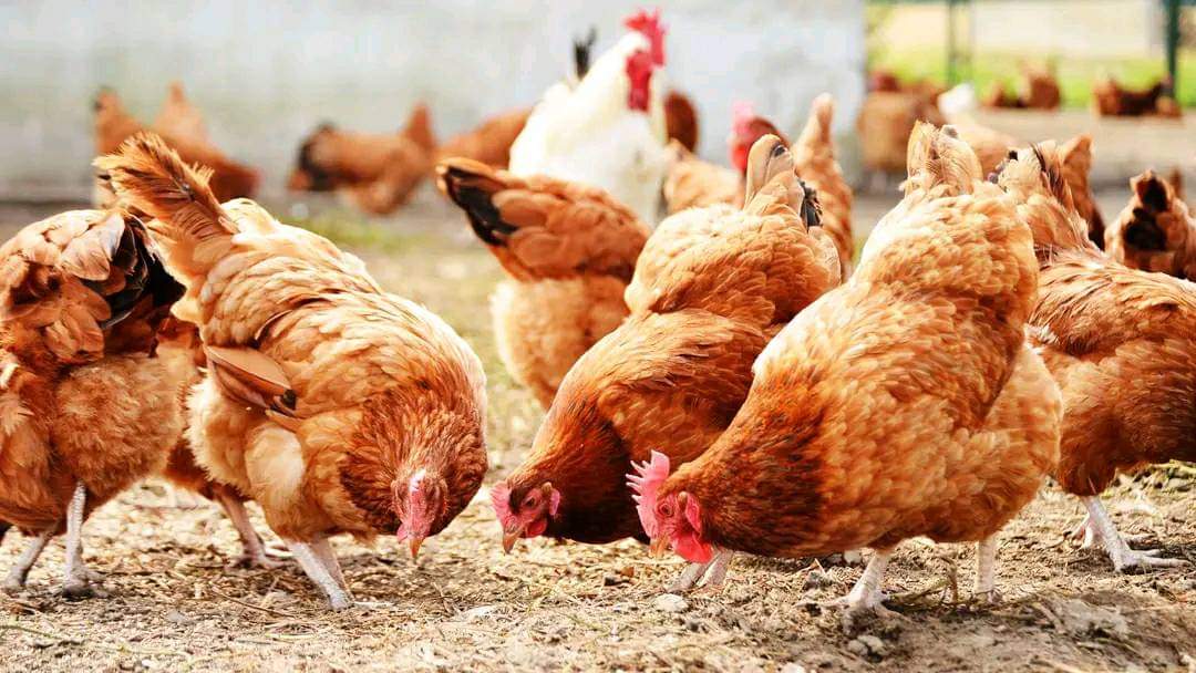 Sibobugingo Joël tweet media