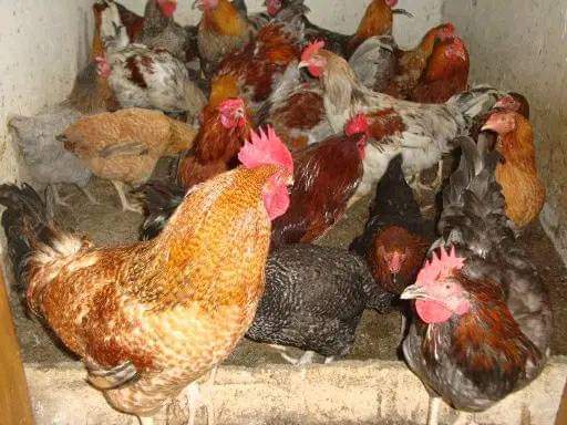 Sibobugingo Joël tweet media