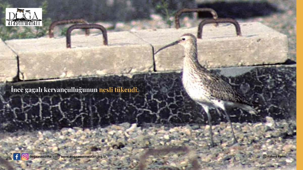 Geçtiğimiz günlerde uzmanlar tarafından yayınlanan bir makaleye göre ince gagalı kervançulluğunun (Numenius tenuirostris) soyunun tükenmiş olduğu resmen kabul edildi.  

👉🏻 dogaarastirmalari.org.tr/ince-gagali-ke…