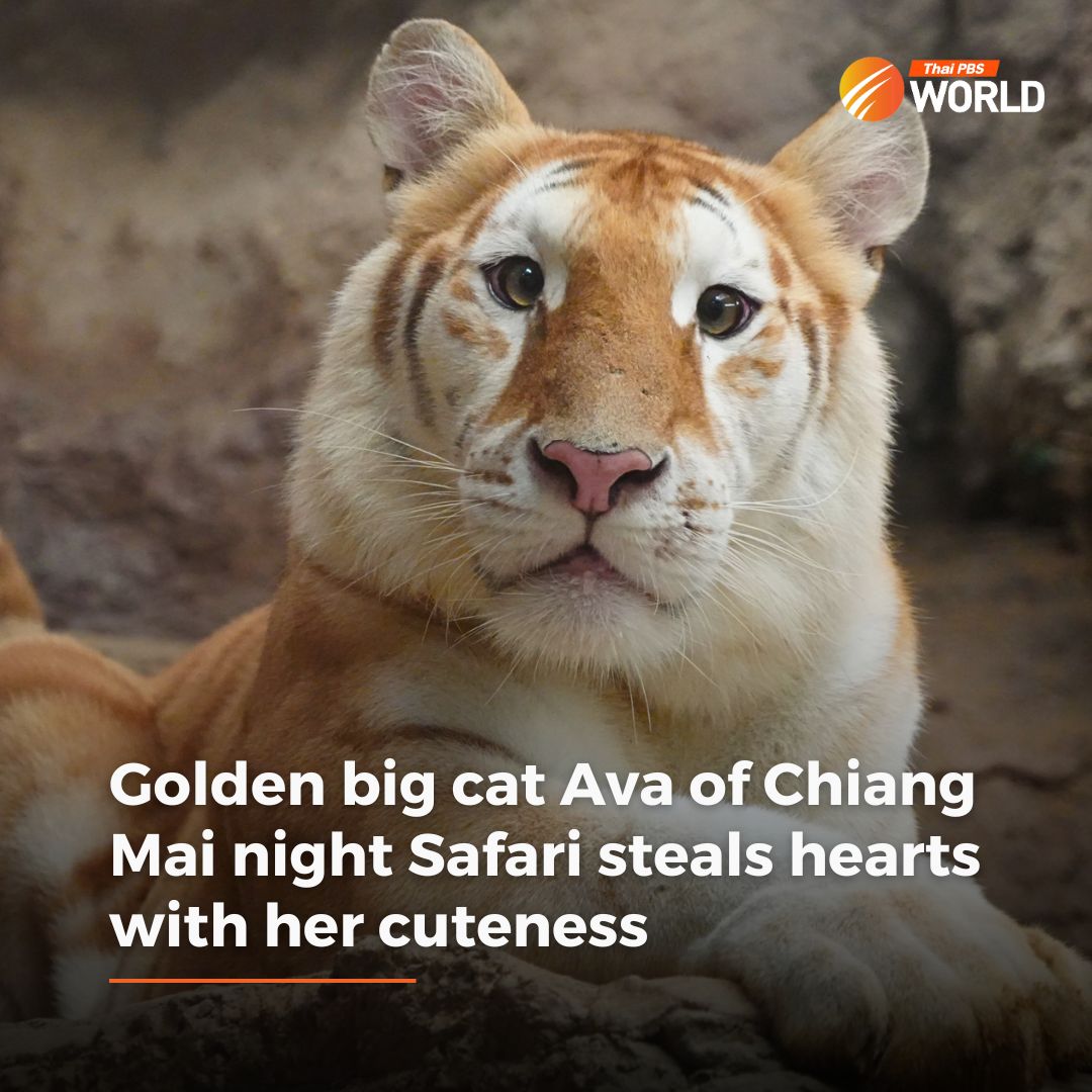 Ava, a new golden tiger at Chiang Mai Night Safari, is now a rising star among Thai netizens, after pictures showing her beautiful eyes and elegant posture went viral.

Read more: world.thaipbs.or.th/detail/golden-…

#ThaiPBSWorld #ThailandNews #chiangmainightsafari #animallover