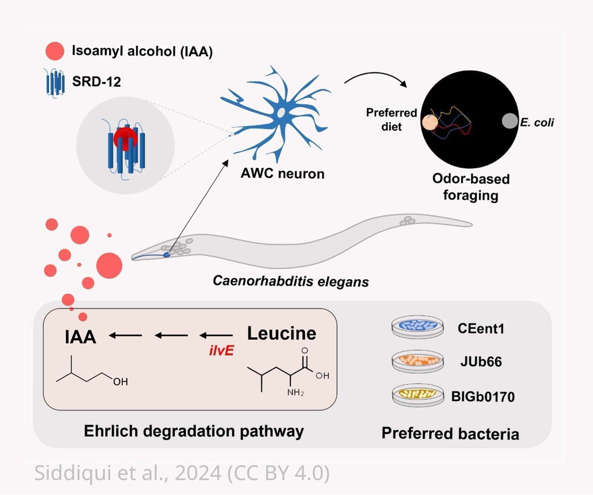 How C. elegans uses smell to seek out bacteria rich in specific amino acids. elifesciences.org/reviewed-prepr…