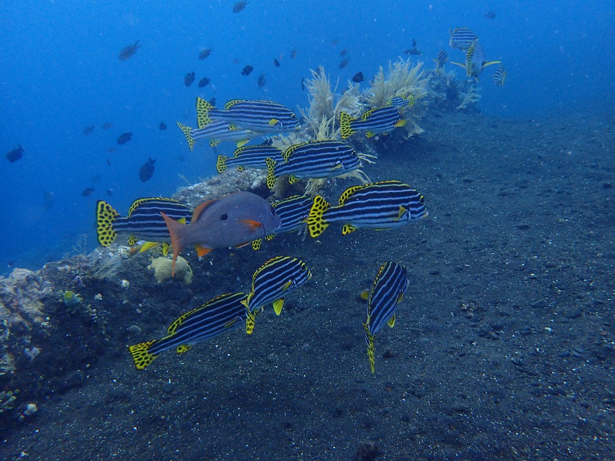 enadive's tweet photo. Come visit us and enjoy the under water world, book to https://t.co/HnQv5WaDgS #divers #marinelifes #seaturtles #wreckdive #shoredive #divetrip #deepdive #turtles https://t.co/LmDVSgTCvc