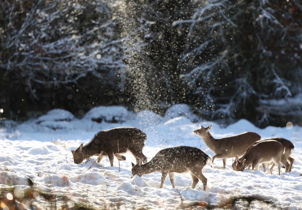 Deer forage for food in Kippure,
Wicklow yesterday, a beautiful snow scene but be very careful on the roads in the Sally gap. <a href="/CarlowWeather/">Carlow Weather</a> <a href="/wicklowcoco/">Wicklow County Council</a> @WeatherRTE