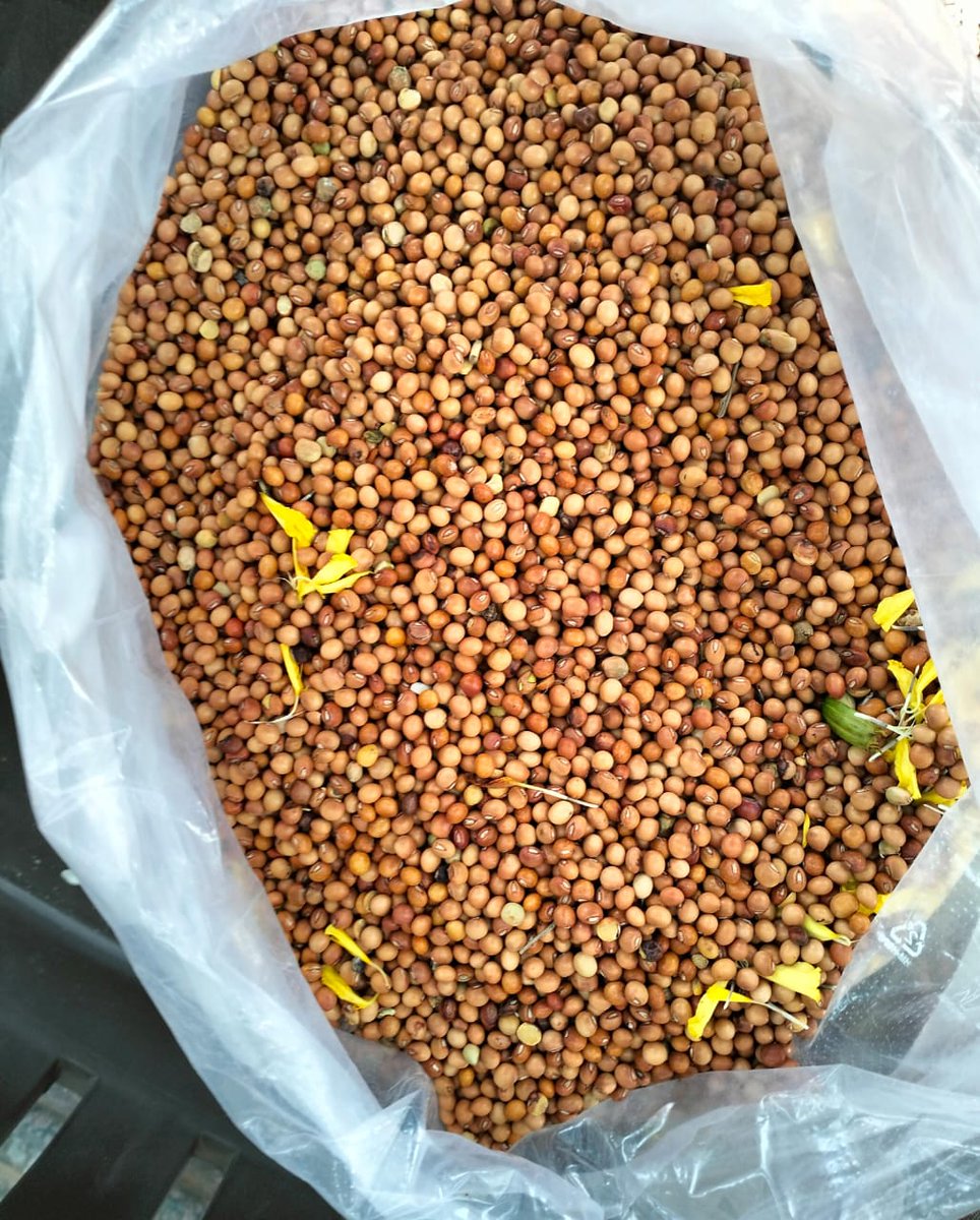 PrahladKataria's tweet image. Gulbarga New Tur 50-70 katta Mahurat - 11111/-