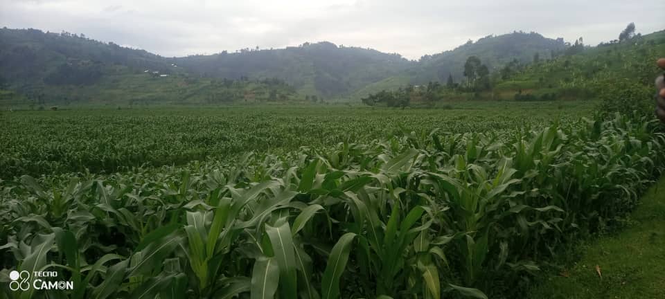 Musanze District (@musanzedistrict) on Twitter photo Abahinzi b'ibigori bo muri <a href="/MusanzeDistrict/">Musanze District</a> mu Murenge wa #Gacaca baravuga ko biteguye Umusaruro mwiza w'Ibigori bahinze kuri Ha 45. Abahinzi b'ibigori bo muri <a href="/MusanzeDistrict/">Musanze District</a> mu Murenge wa #Gacaca baravuga ko biteguye Umusaruro mwiza w'Ibigori bahinze kuri Ha 45.