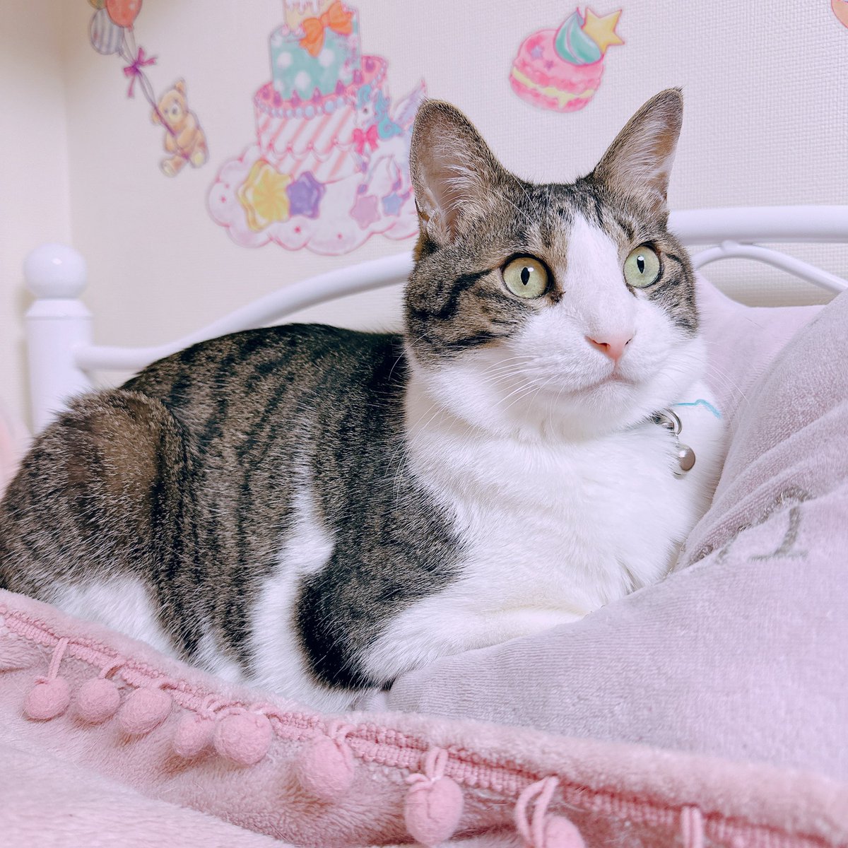 choco8mint4_32's tweet photo. ちょこ😻

全然訪問出来てなくてすみません🙇‍♀️💦

完全に低浮上気味となっております💦

ちょこ、みんと、らて
みんな元気ですꔛ ♡

#猫のいる幸せ #猫のいる暮らし
#ねこ 

🙌🏻🙌🏻🌱🤲🏻✨🫶🏻✊🏻 https://t.co/LevGU3n9O2