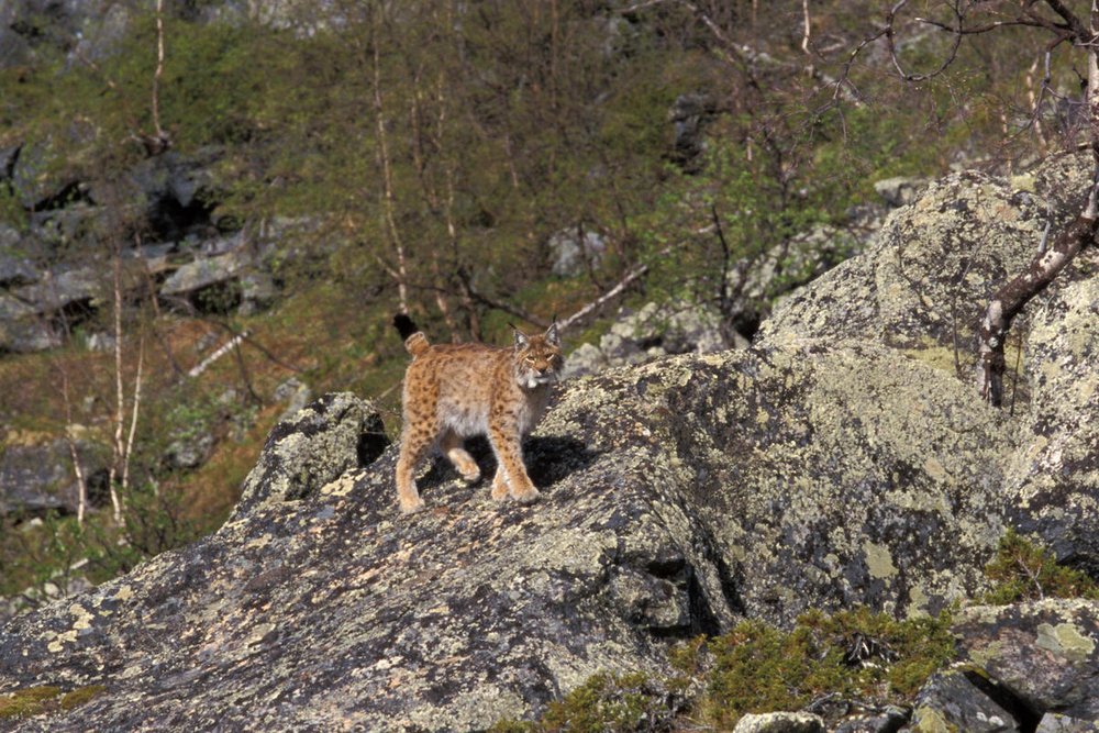 Torbjörn Hegedüs (@tern09) on Twitter photo Om #lodjur och #tiger. Fint samtal i naturpodden med Ola Jennersten. Foto Ola Jennersten <a href="/WWFSverige/">VärldsnaturfondenWWF</a> natursidan.se/nyheter/naturp… Om #lodjur och #tiger. Fint samtal i naturpodden med Ola Jennersten. Foto Ola Jennersten <a href="/WWFSverige/">VärldsnaturfondenWWF</a> natursidan.se/nyheter/naturp…