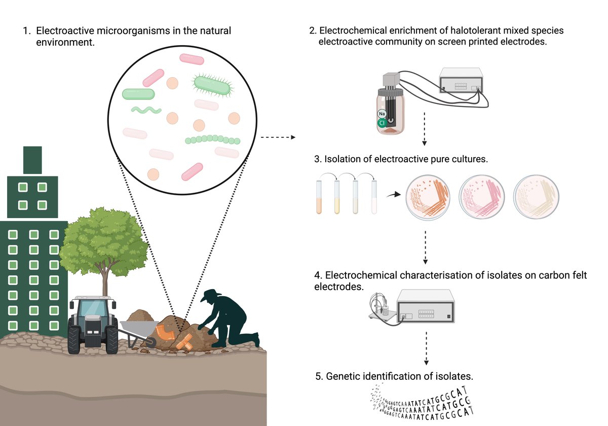 Over the moon to share our article reporting electroactive microbes on the IIT Delhi campus. This is one of my dream journals- Electrochimica Acta (the journal of the Intl. Society of Electrochemistry). Congrats <a href="/DebasaMukherjee/">Debasa</a>!

authors.elsevier.com/a/1k8Cf_JcNGKWo

<a href="/ISMETsociety/">ISMET</a> <a href="/iitdelhi/">IIT Delhi</a>