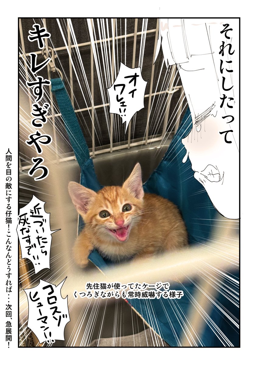 【閲覧注意】猫を拾って泣いてしまう話 7/13 
