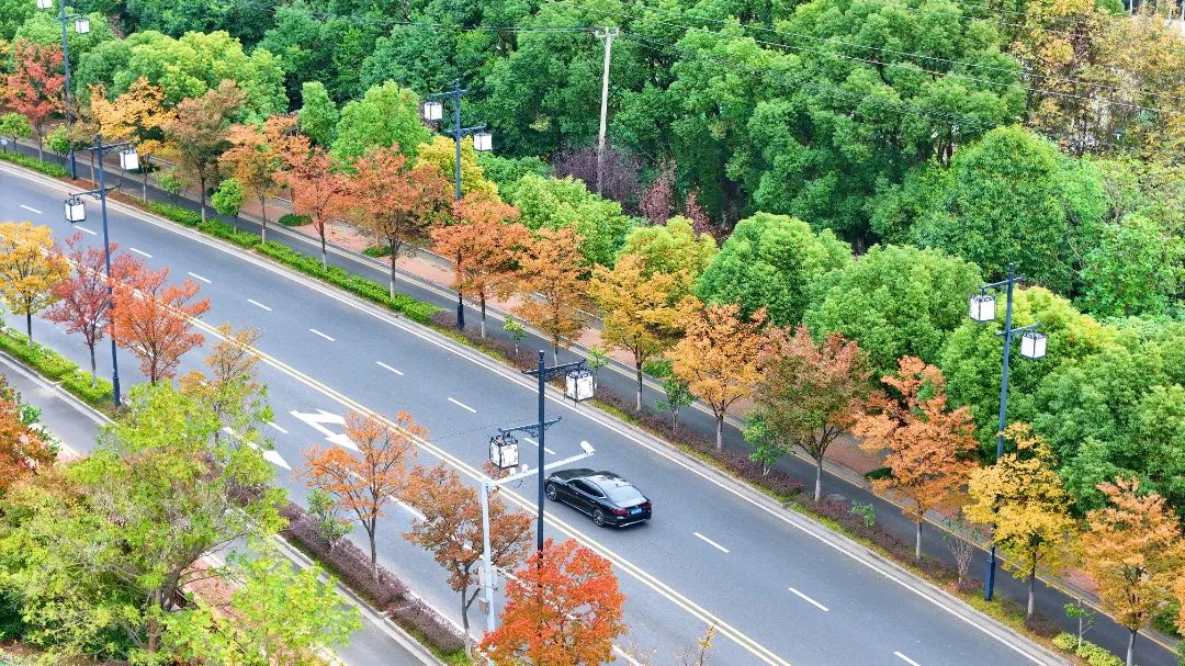SND_China's tweet photo. 🧡💛💚It's the perfect time to visit Yangshan Avenue in #Suzhou New District (#SND), where golden ginkgos, fiery maples, orange and yellow sycamores, and caramel-colored fir trees paint the landscape in vibrant colors. Come and soak in these enchanting views! #BeautifulSND https://t.co/mYTYR7Mzdw