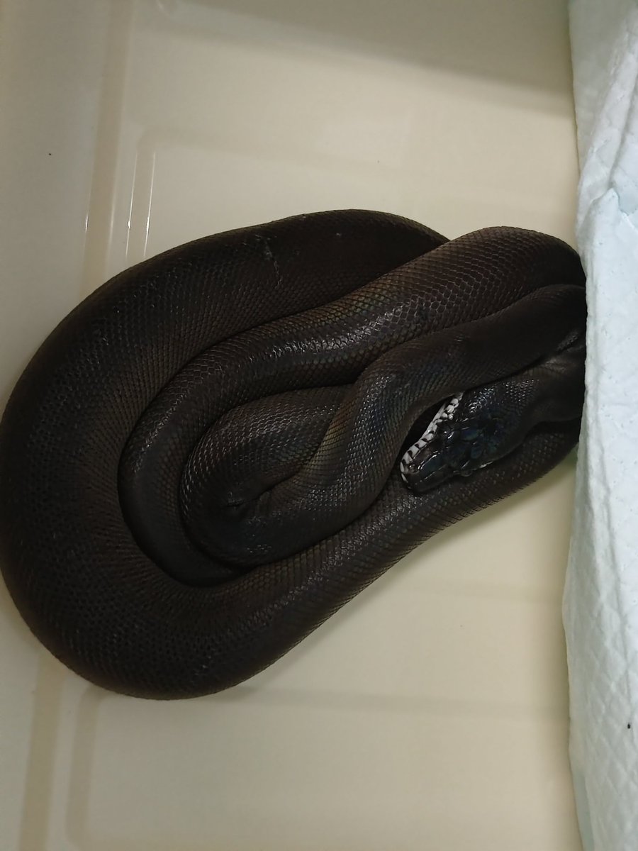 x631303454766's tweet image. #whitelippedPython