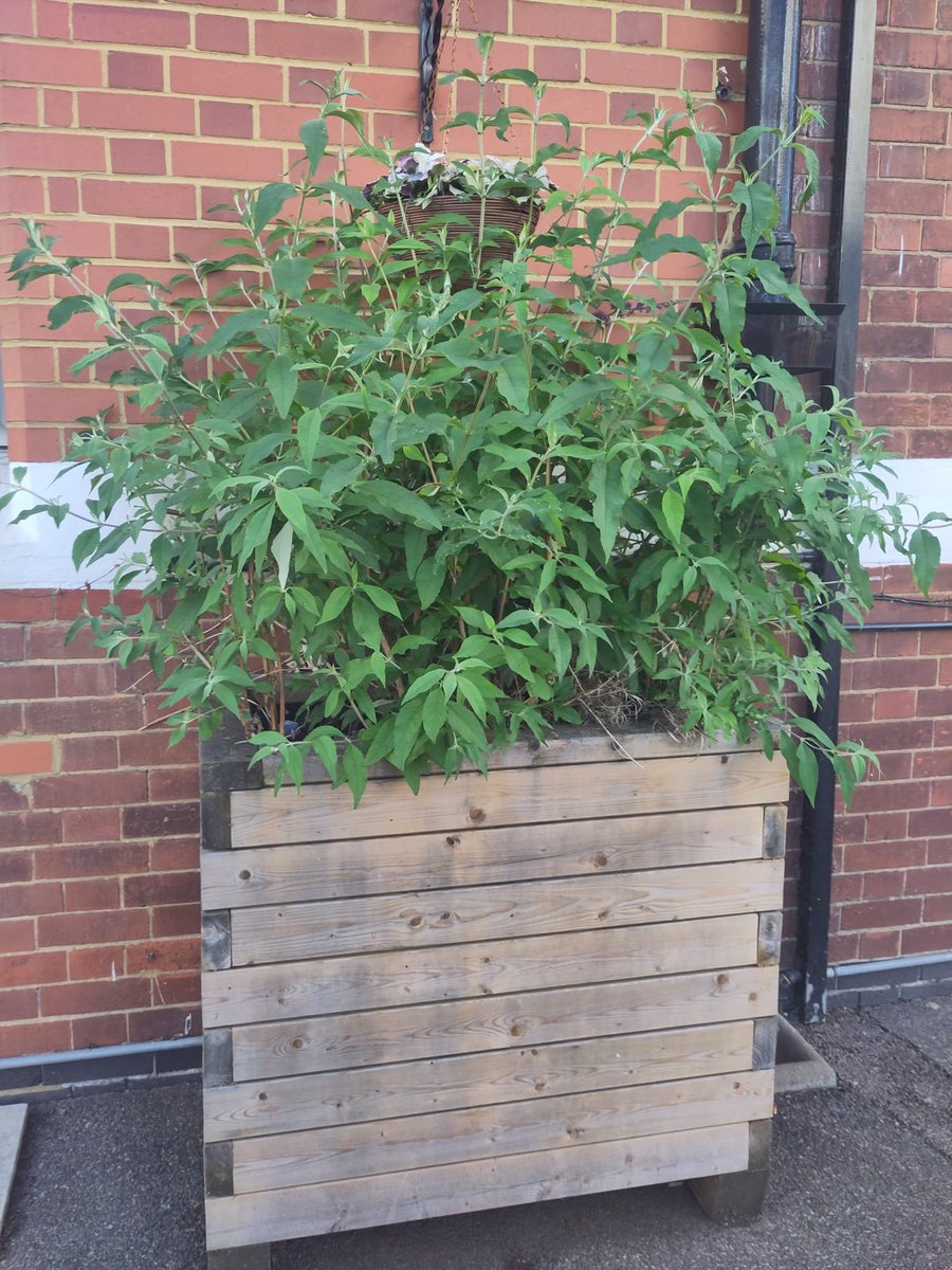 LDNMayor Environment (@ldn_environment) on Twitter photo 72 schools are greener and more flood resilient thanks to funding from <a href="/MayorofLondon/">Mayor of London, Sadiq Khan</a> <a href="/educationgovuk/">Department for Education</a> & <a href="/ThamesWater/">Thames Water 💧</a>. We installed over 500 rain planters like these, to soak up rain and boost biodiversity #LDNFLoodAware
london.gov.uk/climate-resili… 72 schools are greener and more flood resilient thanks to funding from <a href="/MayorofLondon/">Mayor of London, Sadiq Khan</a> <a href="/educationgovuk/">Department for Education</a> & <a href="/ThamesWater/">Thames Water 💧</a>. We installed over 500 rain planters like these, to soak up rain and boost biodiversity #LDNFLoodAware
london.gov.uk/climate-resili…