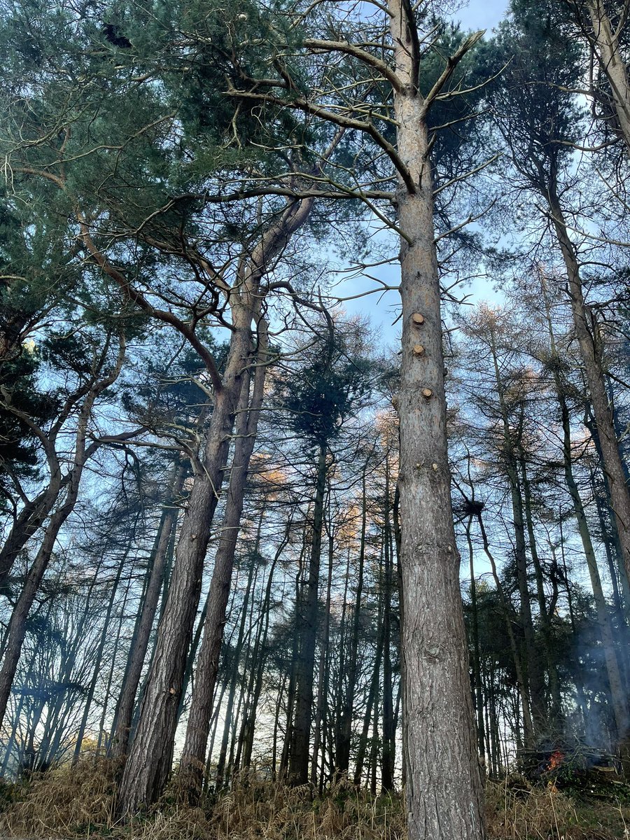 Removal of dead and decaying trees at the bottom of 14th. Clearing is giving light and air to the 15th tee which will improve going forward.