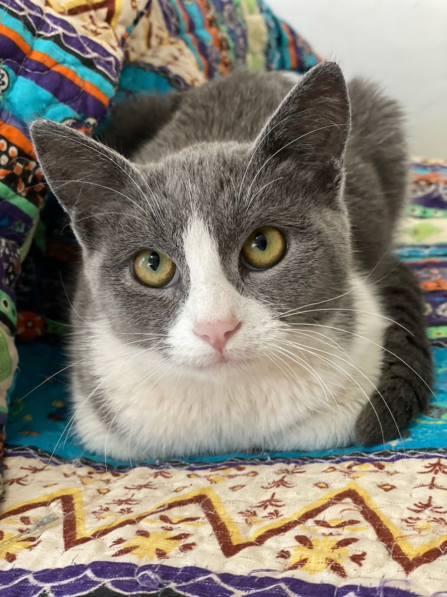 givemesheltersf's tweet photo. I'm Emmy, an adorable, sweet, gentle &amp; calm 5-month-old girl. I’m working on building my confidence but don’t worry, I’m eager to learn. You can easily pick me up and place me on your lap and I’m happy to stay and spend some quality time with you.

Adopt: https://t.co/zxNZmMALC2 https://t.co/XyHTs9K3VZ