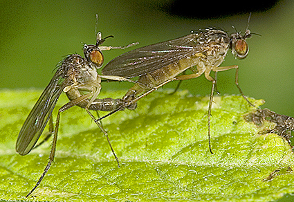 Zootaxa updates tweet media