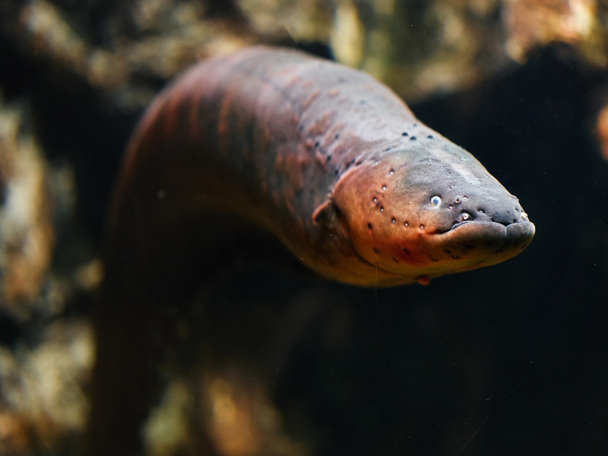 NCCRbioinspired's tweet image. Fresh @NCCRbioinspired article in the journal RSC Applied Polymers from the @IntePathfinder project: Nafion membranes for power generation from physiologic ion gradients (or generating electricity with stomach juices) pubs.rsc.org/en/Content/Art… #research