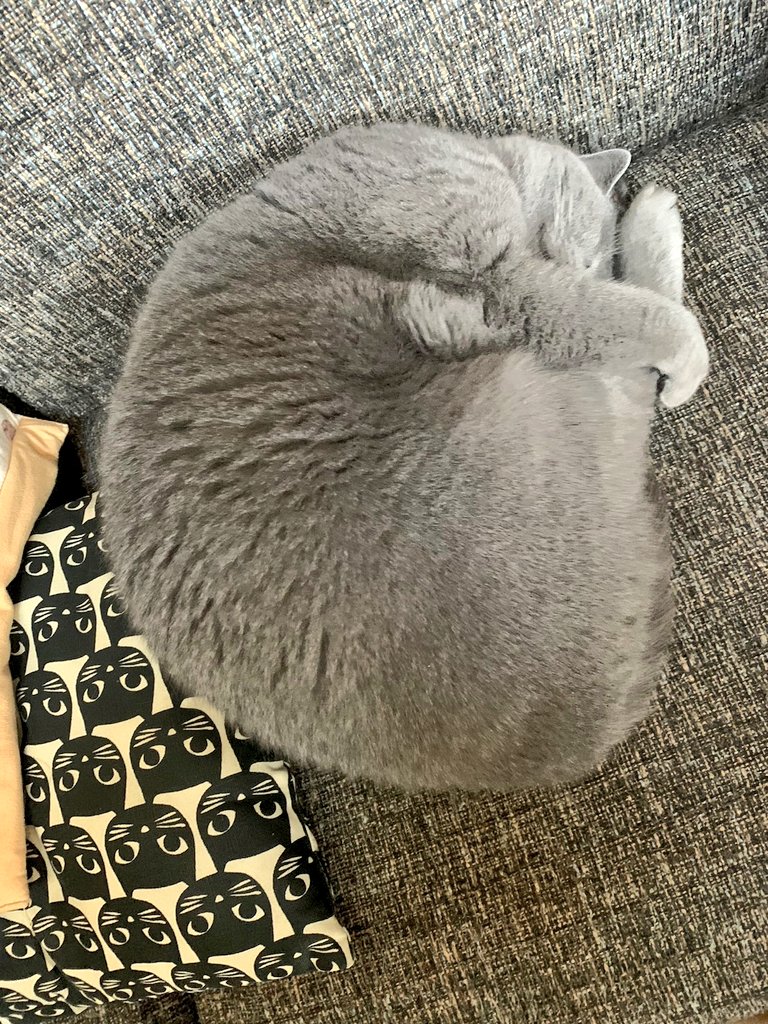 dgn_chartreux's tweet photo. すっかり冬ですね https://t.co/uHLHiovUj6
