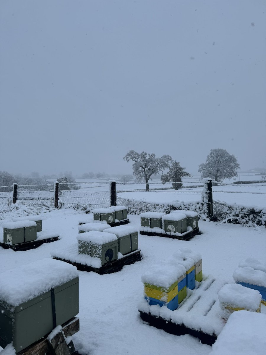 Whilst the bees are settled for winter, we’re busy making plans for the year ahead.

#buckfastqueens #britishqueens #queenbee #britishreared #ukbeekeepers #beefarmer #bfa #beefarmersoftheuk #queenbees #buckfastbees #queenapiary #buckfastqueen #ukqueens #beekeeping