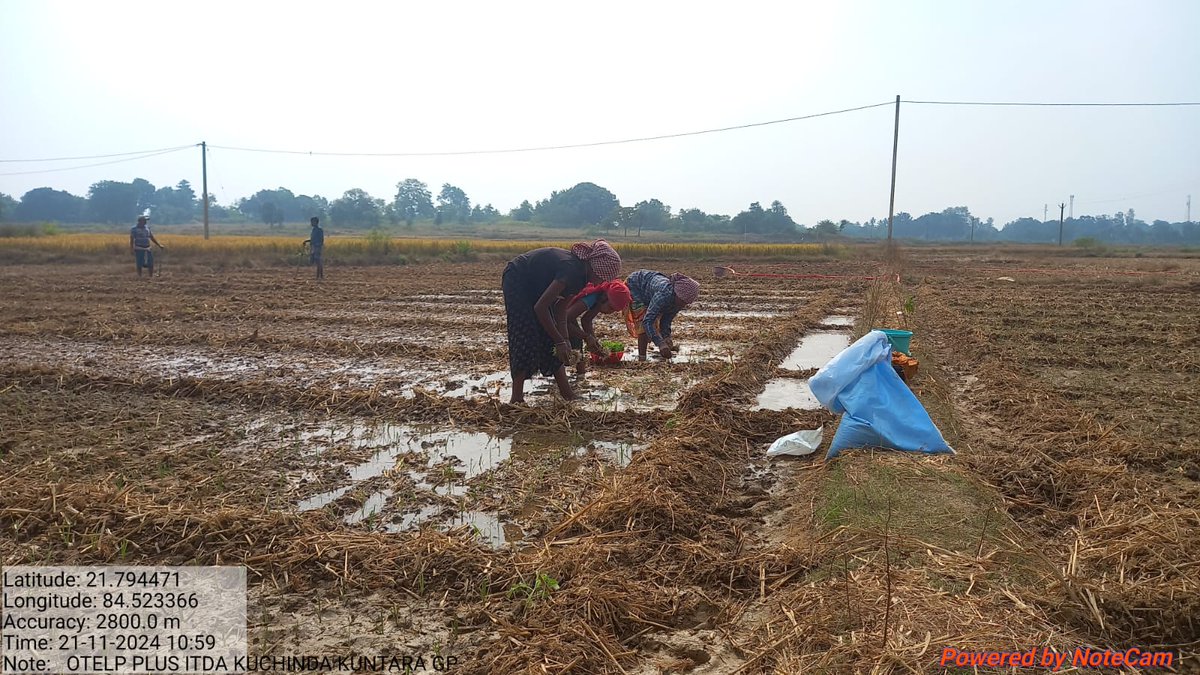PlusPsu's tweet photo. #Onion seedlings being #transplanted in an area of
1 Ha. at Bagadihi Village of Kuchinda covered under DIF component promoted by OTELP Plus, ITDA-Kuchinda, District-Sambalpur @CMO_Odisha @scstdevdept @nityanandraibjp @BPSethi @DMSambalpur #farming #agriculture #livelihoods https://t.co/EGzEmDeeoy