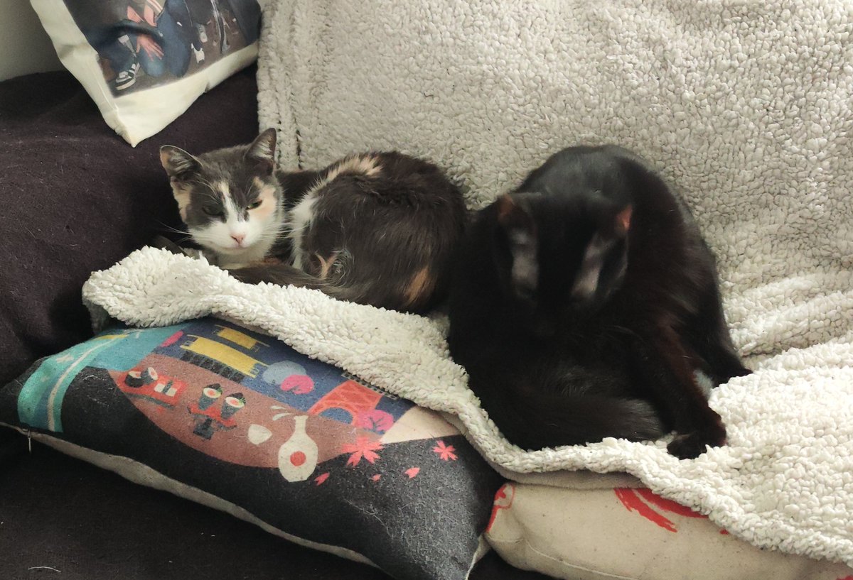 EliahNyx's tweet photo. Hace año y media que tù y tu hermana llegasteis a mi vida y hemos pasado de que te escondieras horas en el baño a acurrucarte por las tardes en mis piernas y hasta esperarnos en la cama buscando mimos. Los que adoptan animales asustados o traumatizados entenderán esta felicidad https://t.co/d13B8DQqqR