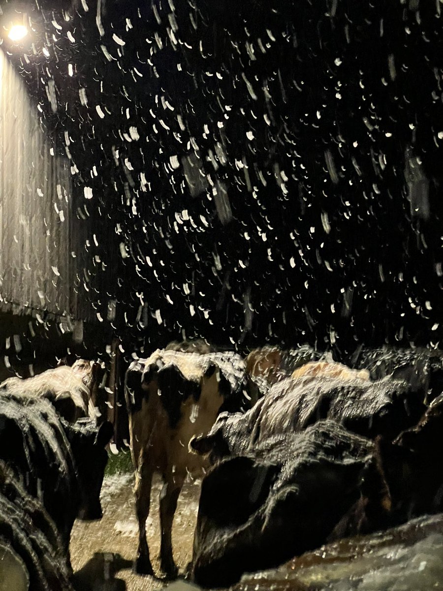 _DebbiesDesigns's tweet image. Milking time in the snow this morning, we don’t see much of this in Cornwall