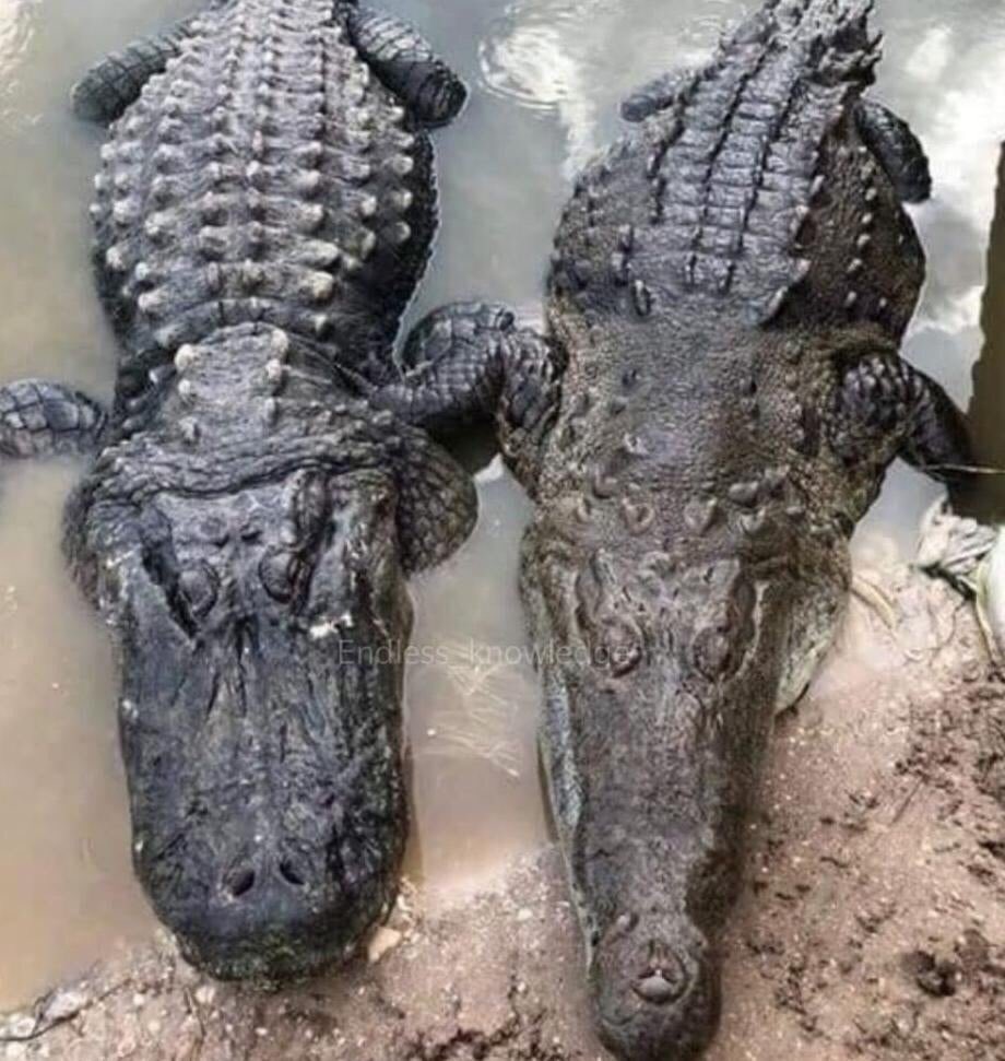 Piicools's tweet photo. La différence entre un alligator (à gauche) et un crocodile (à droite)