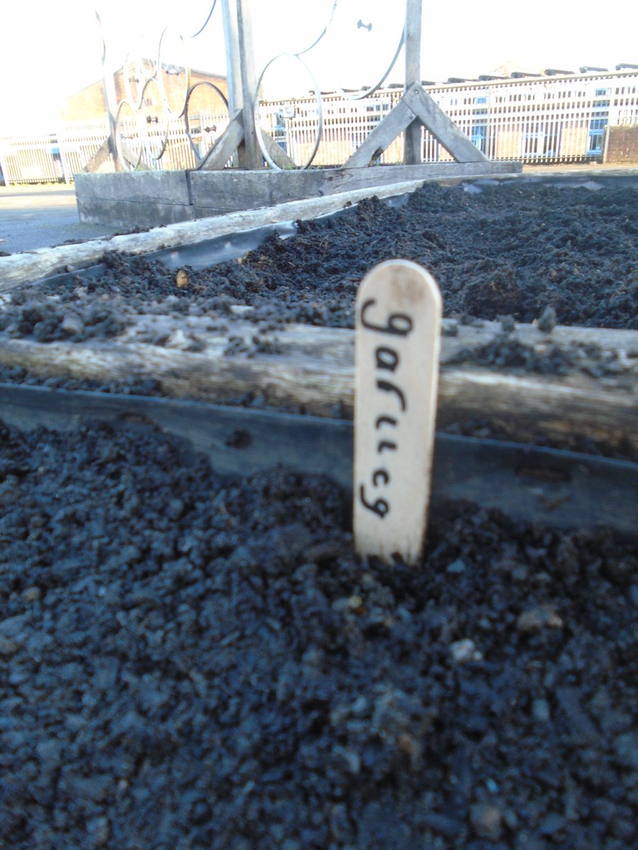 Greenway PS (@greenwayprimary) on Twitter photo Year 4 planted garlic cloves. They learned how garlic needs 'vernalisation' (frost conditions) in order to develop properly, which is why we plant it in the autumn. <a href="/GrowCardiff/">Grow Cardiff Tyfu Caerdydd</a> <a href="/TreesforCities/">Trees for Cities</a> <a href="/csc_stem/">CSC_STEM</a> Year 4 planted garlic cloves. They learned how garlic needs 'vernalisation' (frost conditions) in order to develop properly, which is why we plant it in the autumn. <a href="/GrowCardiff/">Grow Cardiff Tyfu Caerdydd</a> <a href="/TreesforCities/">Trees for Cities</a> <a href="/csc_stem/">CSC_STEM</a>