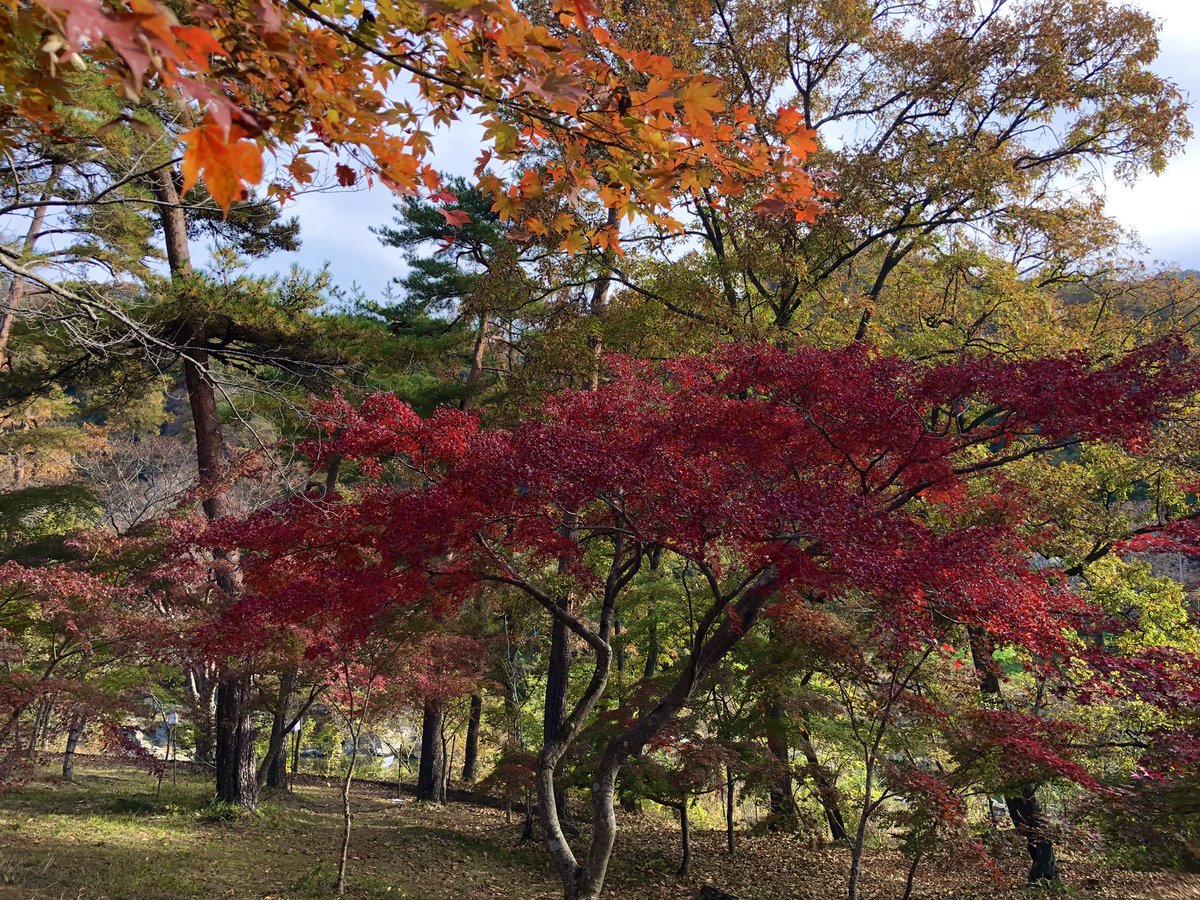 hiro__1__'s tweet photo. 紅葉🍁

#月の石もみじ公園 
#埼玉県
#秩父郡長瀞 https://t.co/MpUrqqmscq