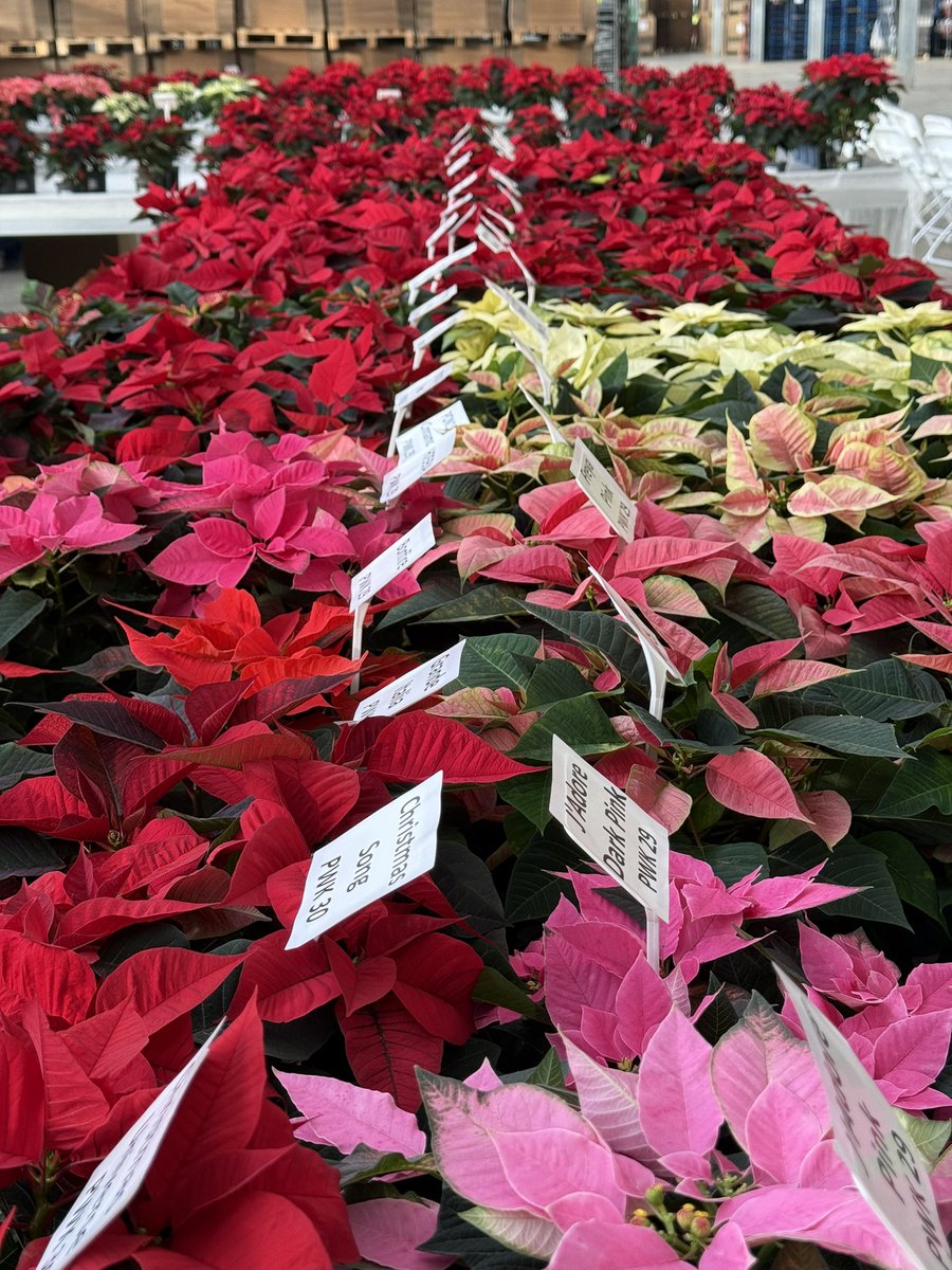 Preparation is well underway for the start of the 2024 Poinsettia Growers Group Conference. Looking forward to a great day! #britishornamentals #poinsettia #Boa #homegrown