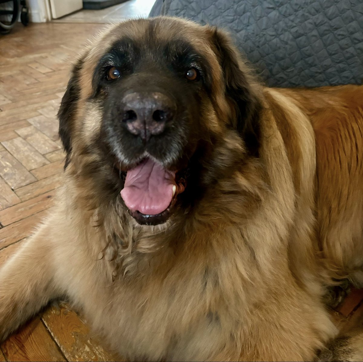 LionizeDogs's tweet photo. My beautiful Poppy this morning 🐾💕🐾 https://t.co/6kXgwIQvf5