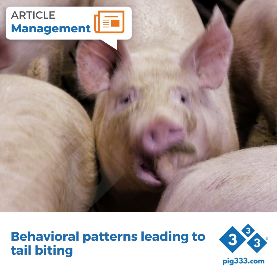 Three different motivational drivers have been identified, each corresponding to a specific behavioral pattern: two-phase, sudden-forceful, and obsessive. 🐷🔬

🔗 pig333.com/articles/behav…