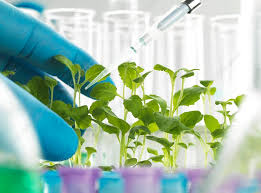 JournalBotany's tweet photo. 🌱Plant Biotechnology is revolutionizing agriculture by developing crops that are more resistant to pests, diseases &amp; environmental stress. It's helping to ensure food security and sustainability for the future! #PlantBiotechnology #AgTech #SustainableAgriculture #FoodSecurity https://t.co/5kuVtX6vl7