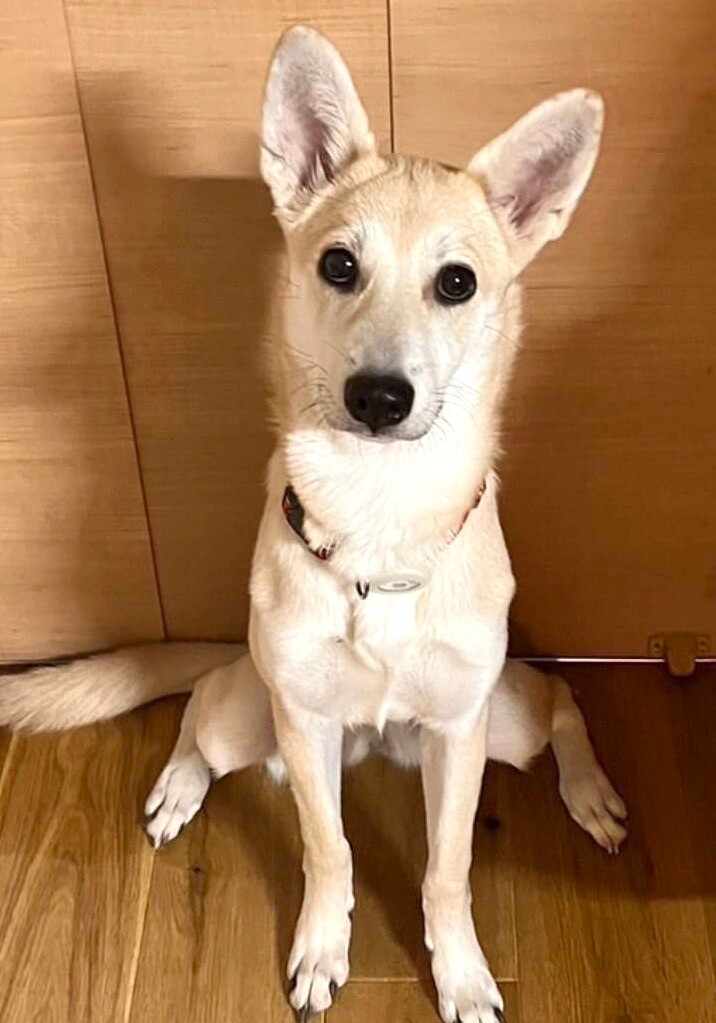 【#里親募集】「性格も可愛いクリクリお目目のかぶきちゃん」#栃木県 #高根沢町 - 犬の里親募集(457348) :: ペットのおうち pet-home.jp/dogs/tokyo/pn4… #保護犬 #保護犬を家族に #雑種犬 #中型犬 #中型雑種犬 #犬