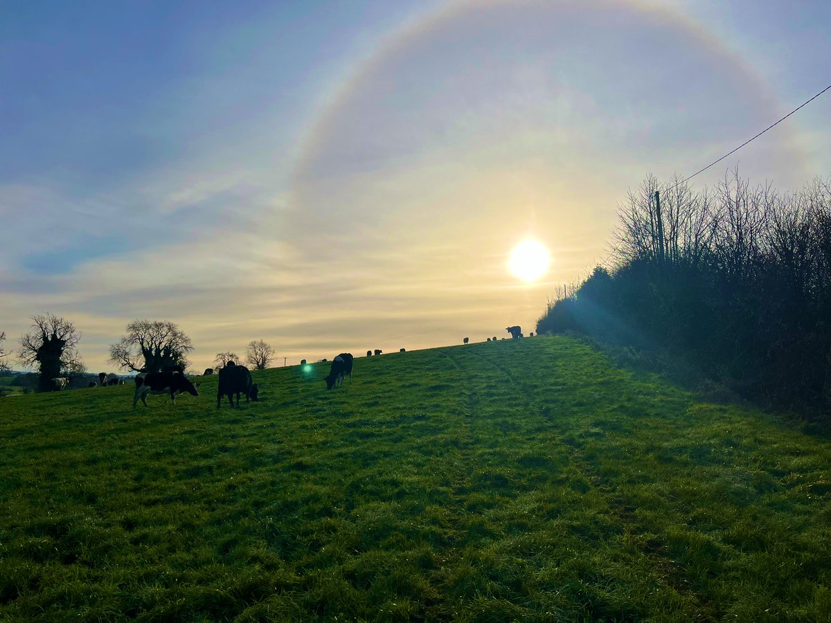 301 days since the cows went out 👌🏻 🐮 #grasstomilk