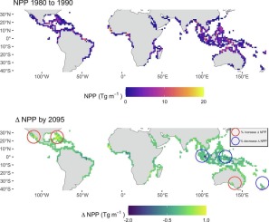 New study models global mangrove Net Primary Productivity (NPP) from 1980–2094 using existing leaf litter data &amp; advanced algorithms (MLR &amp; Random Forest). Key insights across regions defined by the Marine Ecoregions of the World framework. 🌿🌍 doi.org/10.1016/j.scit…
