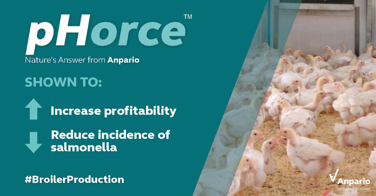anparioplc's tweet image. Want to reduce salmonella positives and improve profitability? A recent commercial study showed pHorce supplementation to reduce salmonella positive swabs by 4% and increase profitability by £17,000 per 1 million broilers. Read more: anpario.com/knowledge/comm…
#BroilerProduction