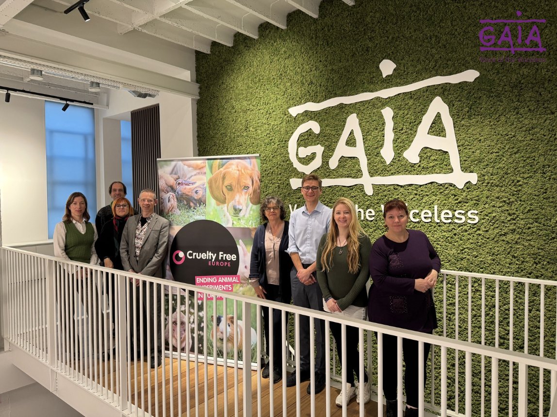 GAIA (@gaiabrussels) on Twitter photo NL
📢 Vandaag had GAIA, vertegenwoordiger van <a href="/CrueltyFreeEU/">Cruelty Free Europe</a> in België, het genoegen de leden van de organisatie te ontvangen! 💜
Op de agenda: een dag vol lobbywerk voor een toekomst zonder dierproeven en ontmoetingen met Europarlementariërs. 🐾❌🔬
Samen strijden we voor een NL
📢 Vandaag had GAIA, vertegenwoordiger van <a href="/CrueltyFreeEU/">Cruelty Free Europe</a> in België, het genoegen de leden van de organisatie te ontvangen! 💜
Op de agenda: een dag vol lobbywerk voor een toekomst zonder dierproeven en ontmoetingen met Europarlementariërs. 🐾❌🔬
Samen strijden we voor een